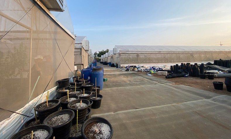 Trang trại trồng cần sa tại Kanchanaburi. Trang trại trồng cần sa tại Kanchanaburi.