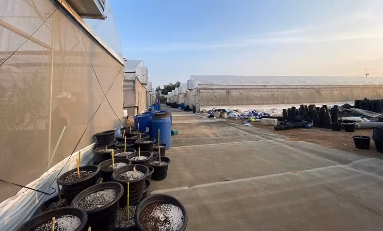 Trang trại trồng cần sa tại Kanchanaburi. Trang trại trồng cần sa tại Kanchanaburi.