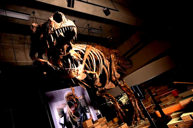 Scotty, con T-rex lớn nhất. Loài quái vật &quot;siêu bạo chúa&quot; được mô tả thậm chí lớn hơn nó 70% - Ảnh: LIVE SCIENCE