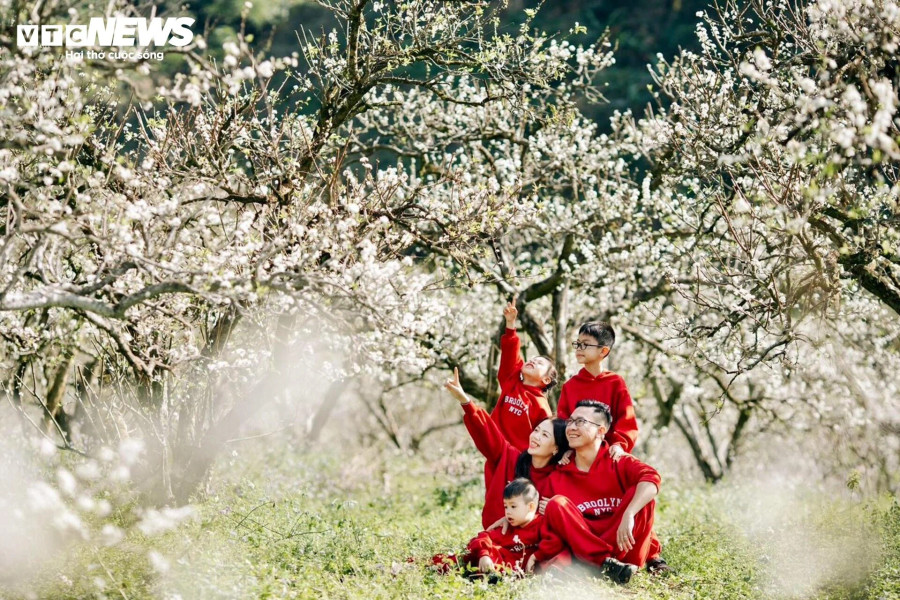 &quot;Mỗi năm, gia đình tôi thường dành thời gian đầu năm mới để đi du lịch Mộc Châu. Khung cảnh Mộc Châu mùa hoa mận rất đẹp, cho mình cảm giác yên bình, thư thái khác xa chốn đô thị. Ngoài những cánh rừng hoa mận đang thì bung nở, bức tranh cao nguyên Mộc Châu còn trở nên đặc biệt với những vườn hồng trĩu quả&quot;, chị Hương (ở Thái Nguyên) nói.