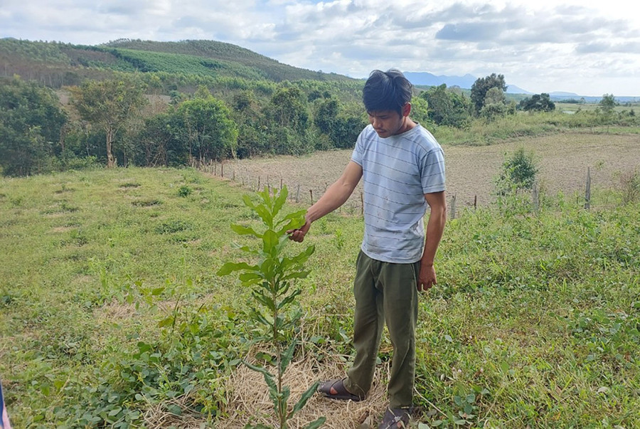 Cây mắc ca đang được trồng thử nghiệm tại làng Đê Bơ Tưk, xã Đak Jơ Ta. Ảnh: N.D Cây mắc ca đang được trồng thử nghiệm tại làng Đê Bơ Tưk, xã Đak Jơ Ta. Ảnh: N.D