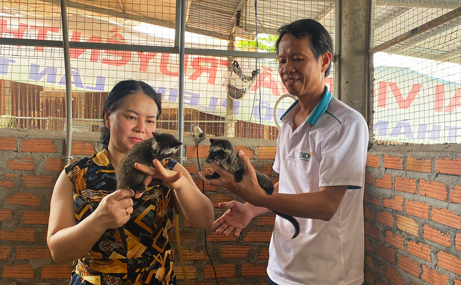 Với đàn chồn hương hơn 100 con, gia đình bà Thủy Thị Hồng Hậu thu nhập hàng trăm triệu đồng mỗi năm. Ảnh: H.B