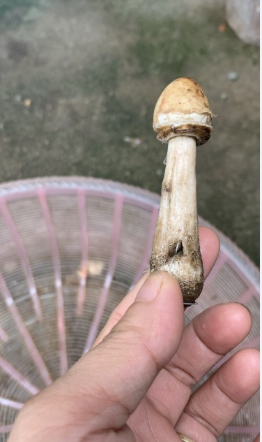 3 mẹ con ngộ độc sau khi cùng ăn món nấm xào - Ảnh 1. Nấm tự mọc hình dạng giống nấm rơm gây ngộ độc. Ảnh: HÀ NGUYỆT