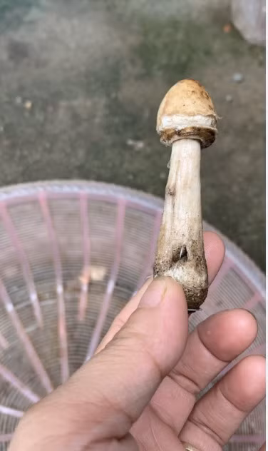 3 mẹ con ngộ độc sau khi cùng ăn món nấm xào - Ảnh 1. Nấm tự mọc hình dạng giống nấm rơm gây ngộ độc. Ảnh: HÀ NGUYỆT