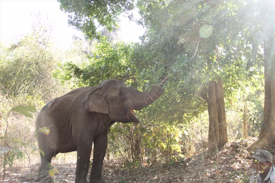 Một cá thể voi nhà được trở về với rừng xanh quen thuộc. Ảnh: Tiến Thoại