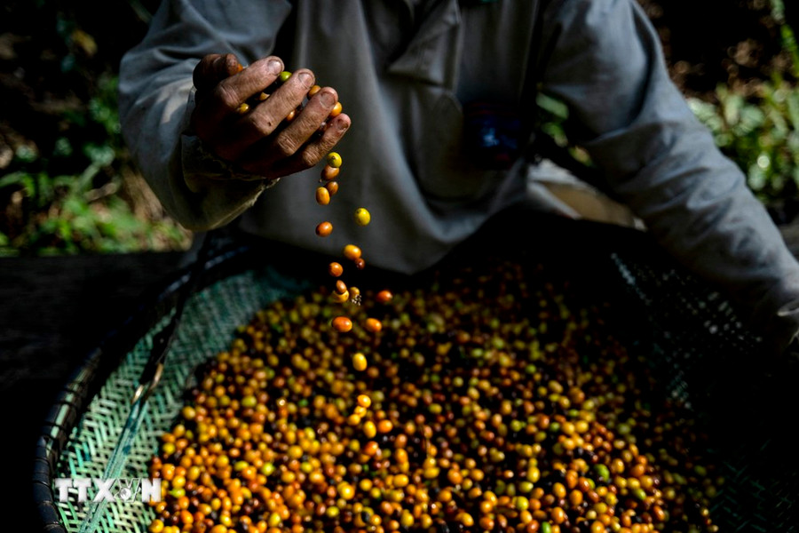 Nông dân thu hoạch càphê tại Espírito Santo, Brazil. (Ảnh: AFP/TTXVN) Nông dân thu hoạch càphê tại Espírito Santo, Brazil. (Ảnh: AFP/TTXVN)