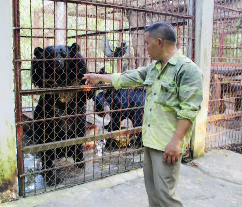 Anh Hà kể chuyện về hai con gấu cái được giải cứu và lớn lên trong khu cứu hộ ở Vườn Quốc gia Pù Mát.