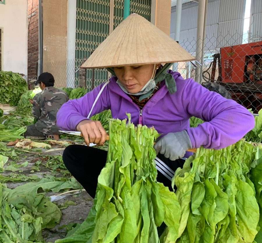 Mô hình liên kết sản xuất thuốc lá đem lại thu nhập cao cho người dân xã Ia Rtô. Ảnh: V.C