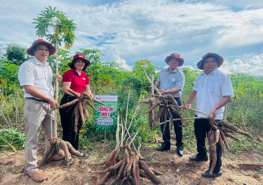 Mô hình thí điểm giống mì HN1 tại gia đình ông Nay Tlăih (buôn Phu Ma Miơng) mang lại hiệu quả kinh tế cao. Ảnh: V.C