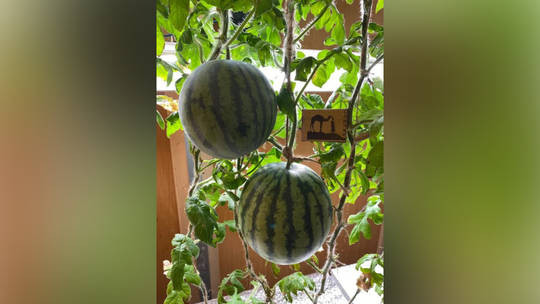 Dưa hấu ở Nam Cực do các nhà khoa học Nga trồng. Ảnh: AARI Dưa hấu ở Nam Cực do các nhà khoa học Nga trồng. Ảnh: AARI