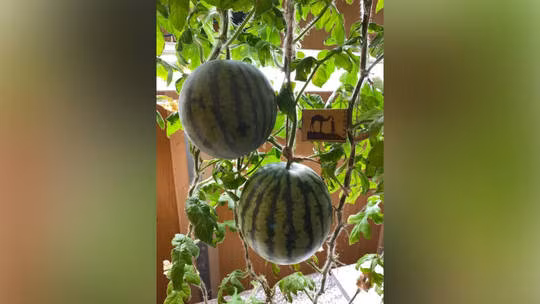 Dưa hấu ở Nam Cực do các nhà khoa học Nga trồng. Ảnh: AARI