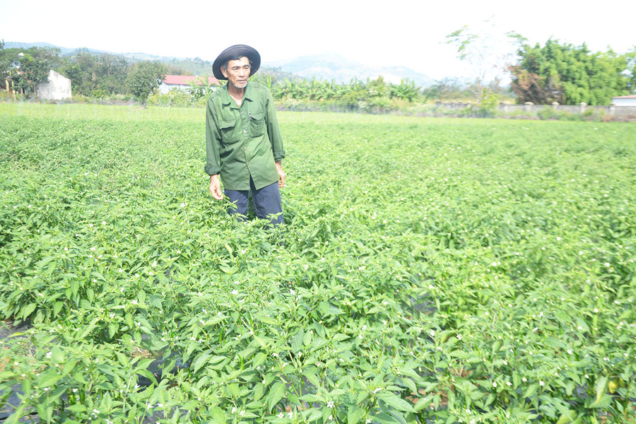 Ông Võ Đình Quán (thôn Thanh Bình, xã Ia Bă) chăm sóc vườn ớt chỉ thiên của gia đình tại thôn Thanh Bình, xã Ia Bă, huyện Ia Grai. Ảnh: Hoàng Cư Ông Võ Đình Quán (thôn Thanh Bình, xã Ia Bă) chăm sóc vườn ớt chỉ thiên của gia đình tại thôn Thanh Bình, xã Ia Bă, huyện Ia Grai. Ảnh: Hoàng Cư