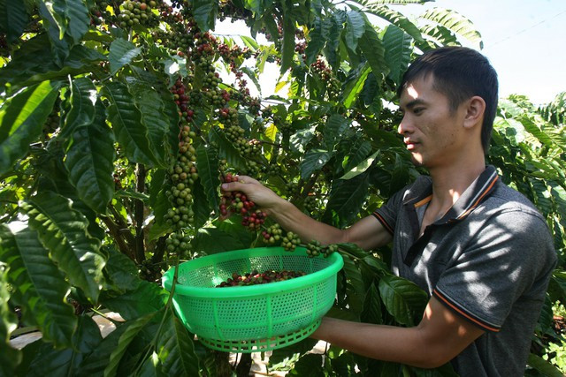 Kim ngạch xuất khẩu cà phê VN còn tăng cao nếu có thương hiệu và chế biến sâu. Ảnh: Đào Ngọc Thạch - Quang Thuần