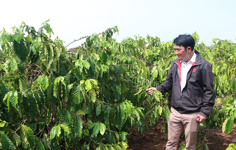 Diện tích cà phê của gia đình anh Rmah Chê phát triển tốt nhờ nguồn nước đảm bảo. Ảnh: Q.T Diện tích cà phê của gia đình anh Rmah Chê phát triển tốt nhờ nguồn nước đảm bảo. Ảnh: Q.T