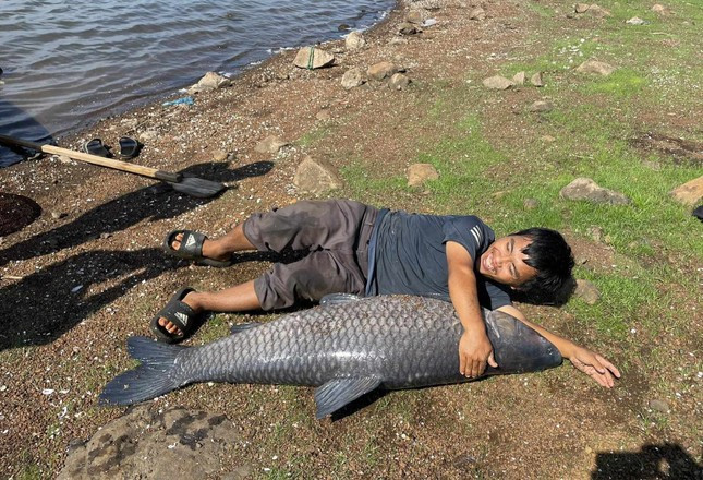 Chiều dài con cá gần bằng chiều cao của người trưởng thành.