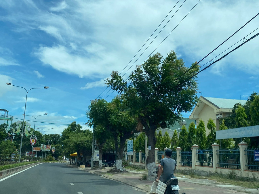 Hàng xà cừ bị cưa hạ để tránh va chạm với lưới điện. Ảnh Thanh Tuấn Hàng xà cừ bị cưa hạ để tránh va chạm với lưới điện. Ảnh Thanh Tuấn