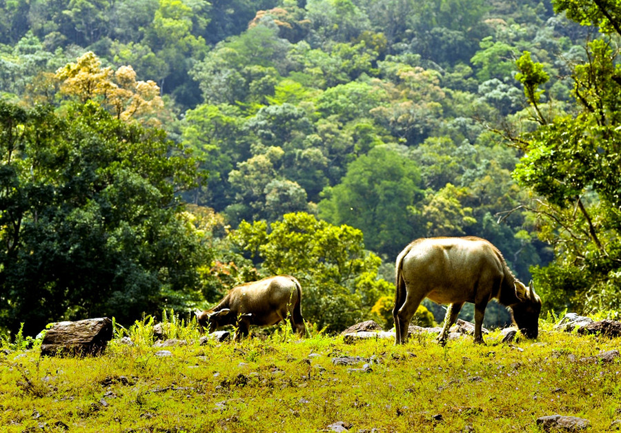 Đàn trâu ung dung gặm cỏ ven rừng