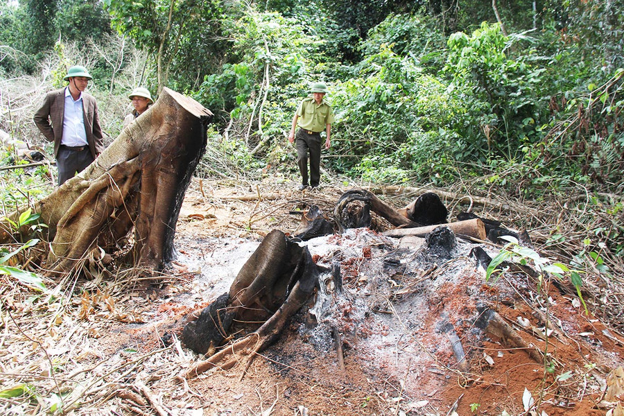 Nhiều năm qua, trong lâm phần do Công ty TNHH một thành viên Lâm nghiệp Sơ Pai quản lý có 16 cây gỗ bị khai thác trái phép. Ảnh: Hoành Sơn Nhiều năm qua, trong lâm phần do Công ty TNHH một thành viên Lâm nghiệp Sơ Pai quản lý có 16 cây gỗ bị khai thác trái phép. Ảnh: Hoành Sơn