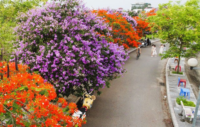 Những loài hoa đa sắc màu tại công viên hồ Đồng Chiệc như phần nào làm dịu đi cái nóng bức, ngột ngạt của những ngày hè. Những loài hoa đa sắc màu tại công viên hồ Đồng Chiệc như phần nào làm dịu đi cái nóng bức, ngột ngạt của những ngày hè.