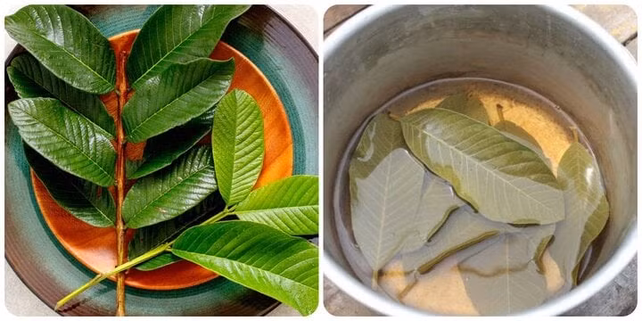 Lá ổi rất tốt cho sức khỏe