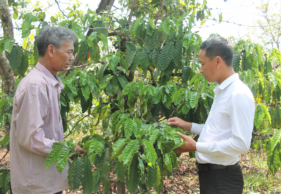 Ông Nguyễn Văn Hùng (bên trái), Trưởng điểm giáo họ Đa Minh ở buôn Ea Kring (xã Ea Sin, huyện Krông Búk) trao đổi về cách phát triển kinh tế gia đình với lãnh đạo xã. Ông Nguyễn Văn Hùng (bên trái), Trưởng điểm giáo họ Đa Minh ở buôn Ea Kring (xã Ea Sin, huyện Krông Búk) trao đổi về cách phát triển kinh tế gia đình với lãnh đạo xã.