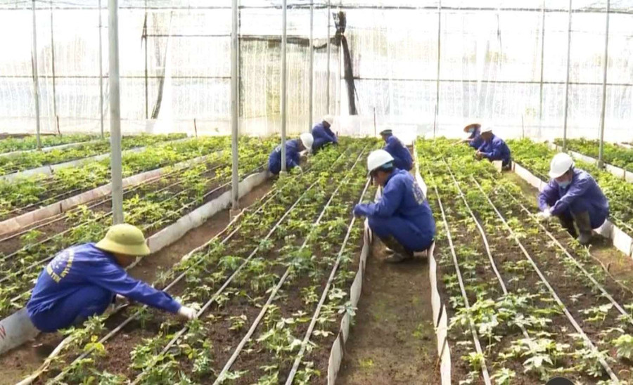 Công ty chưa thực hiện đóng tiền BHXH, BHYT, BHTN, BHTNLĐ, BNN cho người lao động. Ảnh: V.T Công ty chưa thực hiện đóng tiền BHXH, BHYT, BHTN, BHTNLĐ, BNN cho người lao động. Ảnh: V.T