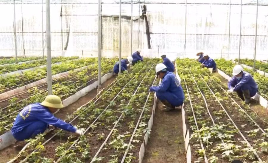 Công ty chưa thực hiện đóng tiền BHXH, BHYT, BHTN, BHTNLĐ, BNN cho người lao động. Ảnh: V.T