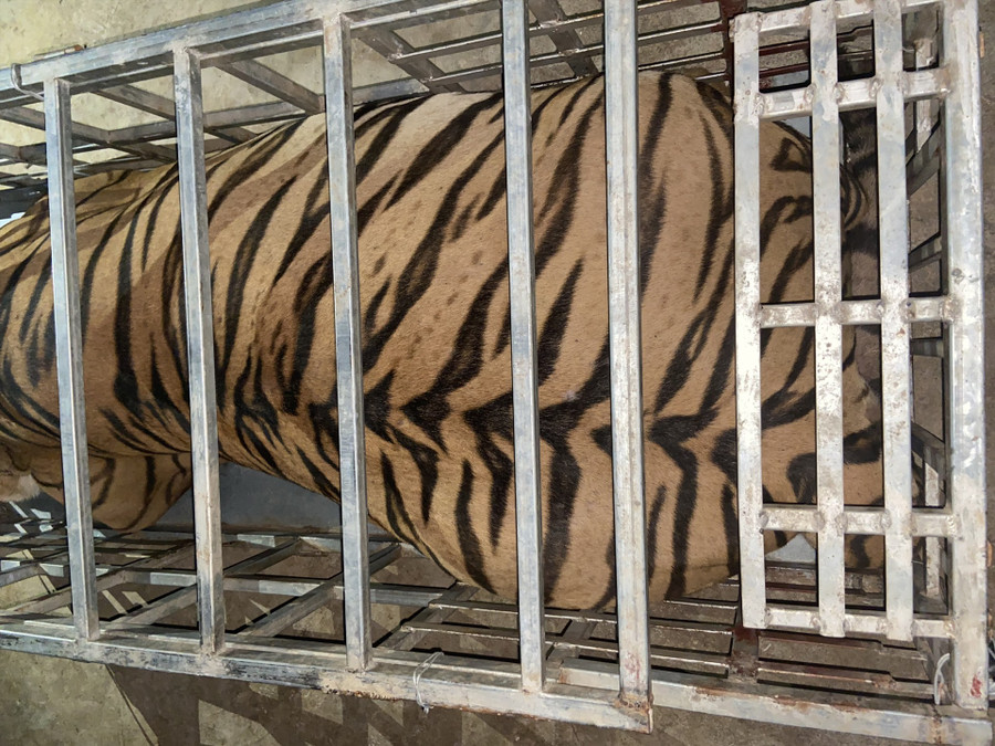 Hình ảnh cá thể hổ bị thu giữ. Ảnh: Công an Nghệ An Hình ảnh cá thể hổ bị thu giữ. Ảnh: Công an Nghệ An