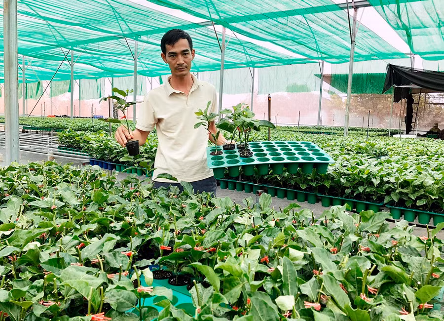 Ông Trần Mạnh Hưng-Giám đốc HTX Nông nghiệp dịch vụ thương mại tổng hợp Tân Lộc Phát bên vườn ươm cây giống chanh dây vàng hương ổi. Ảnh: Lê Nam
