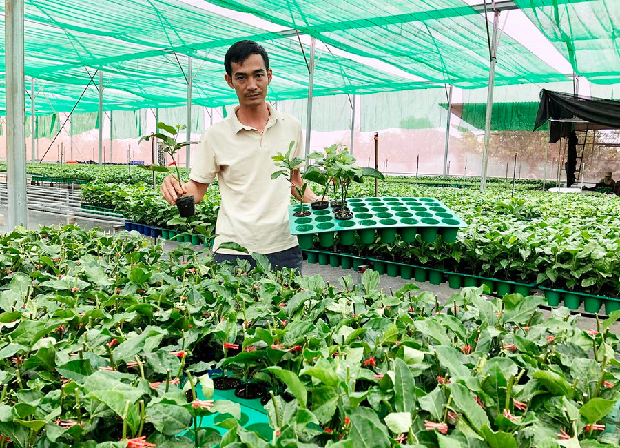 Ông Trần Mạnh Hưng-Giám đốc HTX Nông nghiệp dịch vụ thương mại tổng hợp Tân Lộc Phát bên vườn ươm cây giống chanh dây vàng hương ổi. Ảnh: Lê Nam