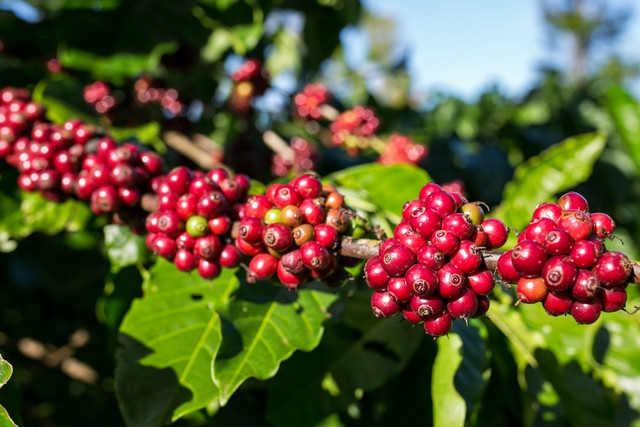 Giá cà phê nội địa liên tục thiết lập đỉnh