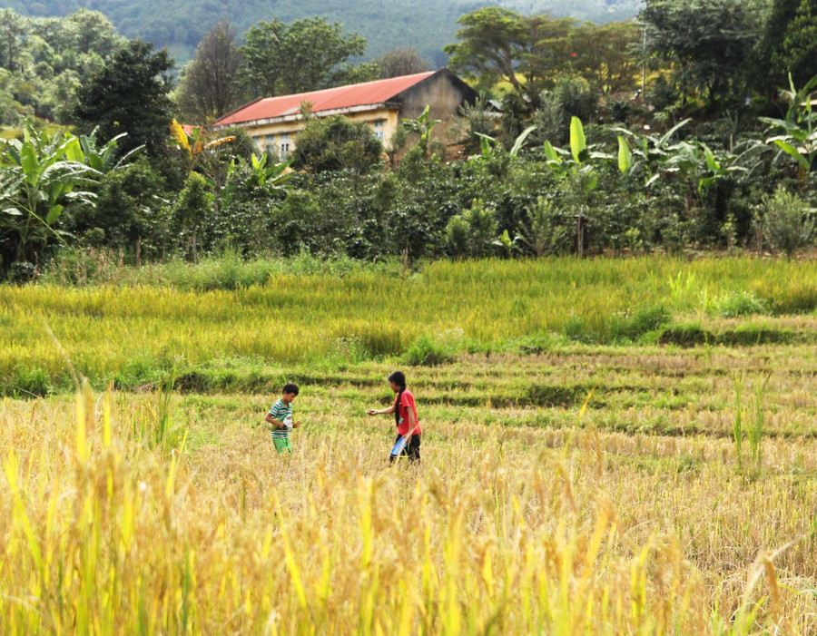 Tới thung lũng Măng Ri dịp này, chúng ta được ngắm khung cảnh tuyệt đẹp và thơ mộng, nhìn ngắm những đứa trẻ vui đùa bên thửa ruộng bậc thang vàng rực Tới thung lũng Măng Ri dịp này, chúng ta được ngắm khung cảnh tuyệt đẹp và thơ mộng, nhìn ngắm những đứa trẻ vui đùa bên thửa ruộng bậc thang vàng rực