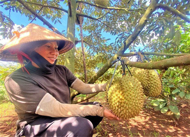 Chị H'Min tập trung chăm sóc vườn sầu riêng Chị H'Min tập trung chăm sóc vườn sầu riêng