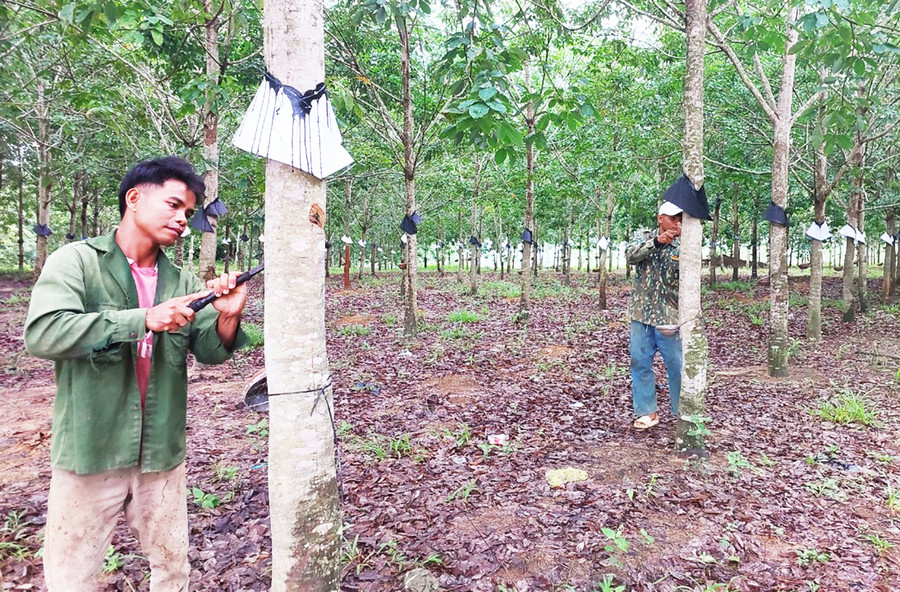 Người dân làng Om (xã Đăk Tơ Ver, huyện Chư Păh) khai thác mủ cao su tiểu điền. Ảnh: N.D Người dân làng Om (xã Đăk Tơ Ver, huyện Chư Păh) khai thác mủ cao su tiểu điền. Ảnh: N.D