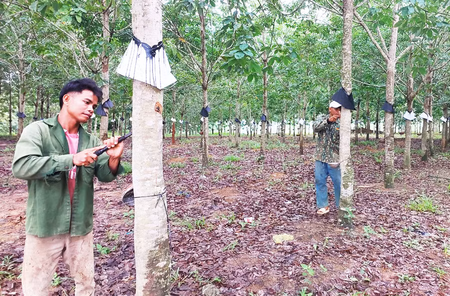 Người dân làng Om (xã Đăk Tơ Ver, huyện Chư Păh) khai thác mủ cao su tiểu điền. Ảnh: N.D Người dân làng Om (xã Đăk Tơ Ver, huyện Chư Păh) khai thác mủ cao su tiểu điền. Ảnh: N.D
