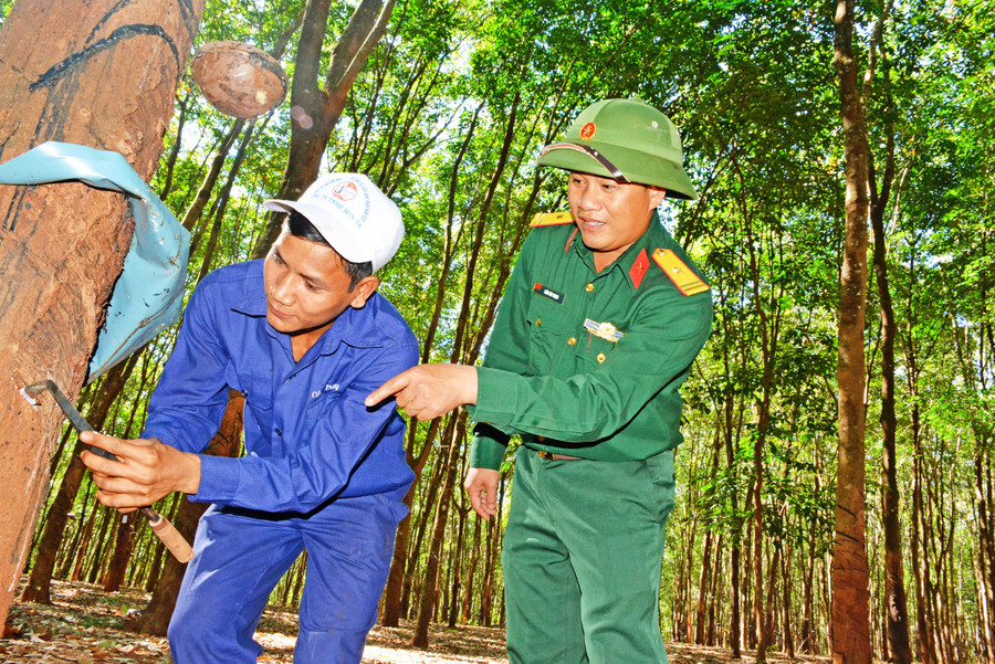 Cán bộ Công ty 74 hướng dẫn công nhân người dân tộc thiểu số cạo mủ cao su. Ảnh: V.H Cán bộ Công ty 74 hướng dẫn công nhân người dân tộc thiểu số cạo mủ cao su. Ảnh: V.H