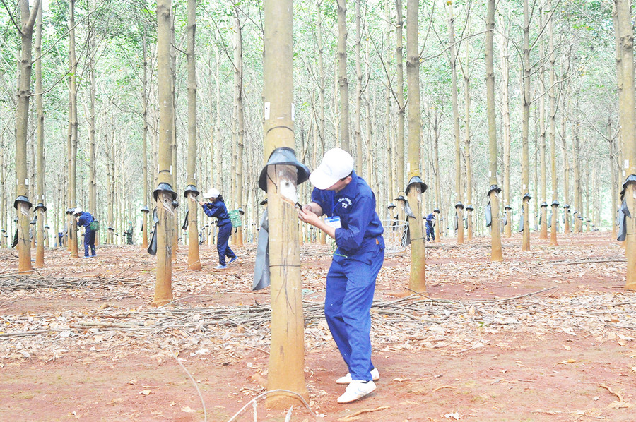 Hội thi cạo mủ là dịp để công nhân thể hiện tài năng. Ảnh: V.H