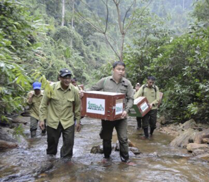 Đội cứu hộ tái thả tê tê về với tự nhiên.