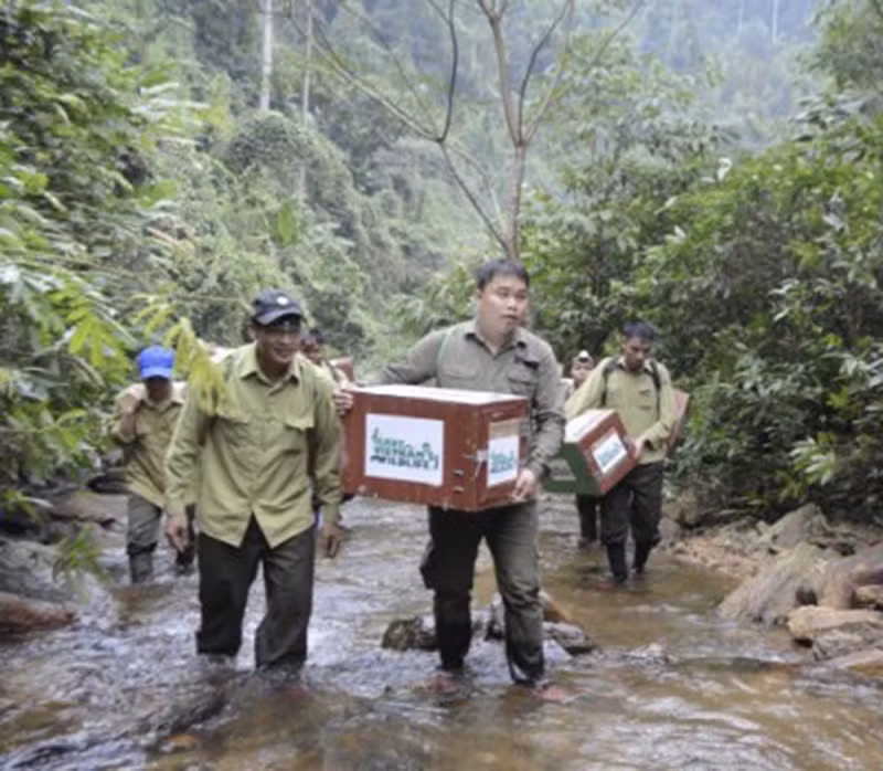 Đội cứu hộ tái thả tê tê về với tự nhiên.