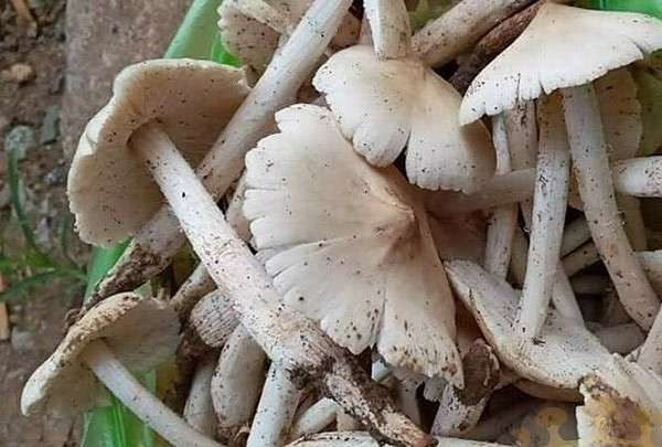 Nấm mối tự nhiên có màu trắng đục. Ảnh minh họa