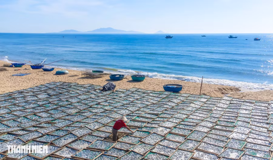 Khi phơi cá tạo nên bức tranh biển Bình Minh xao xuyến lòng người. Ảnh: Nguyễn Trình Khi phơi cá tạo nên bức tranh biển Bình Minh xao xuyến lòng người. Ảnh: Nguyễn Trình