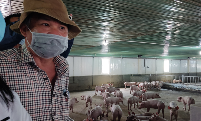 Thị trường khó khăn, bầu Đức chưa thể nuôi 1 triệu con heo ăn chuối như dự tính. Thị trường khó khăn, bầu Đức chưa thể nuôi 1 triệu con heo ăn chuối như dự tính.