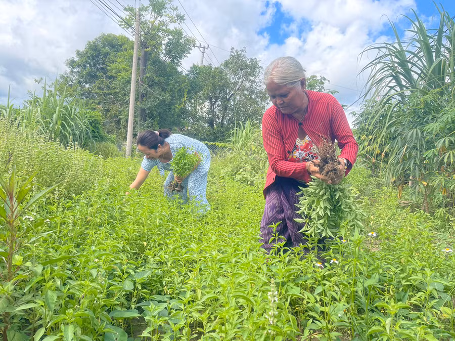 Người dân buôn Rưng Ma Nin cải tạo vườn tạp trồng rau xanh phục vụ bữa ăn hàng ngày. Ảnh: V.C