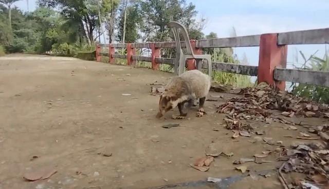 Dù phát hiện có người, con lửng lợn Đông Dương không bỏ chạy, vẫn thong dong kiếm ăn tại Vườn quốc gia Bạch Mã. ẢNH CHỤP MÀN HÌNH TỪ CLIP Dù phát hiện có người, con lửng lợn Đông Dương không bỏ chạy, vẫn thong dong kiếm ăn tại Vườn quốc gia Bạch Mã. ẢNH CHỤP MÀN HÌNH TỪ CLIP