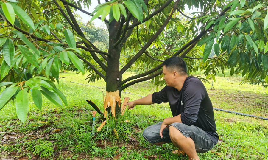 Anh Trung bên một cây sầu riêng 4 năm tuổi đang cho trái bói bị kẻ gian chặt, cạo lóc hết vỏ ở gốc.