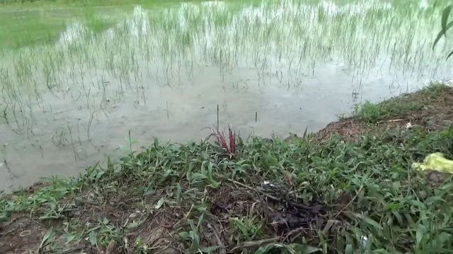 Khu vực hiện trường vụ án. Ảnh: PHÚC NGƯ