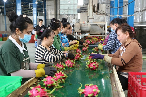 Sơ chế thanh long xuất khẩu. (Ảnh: Thanh Bình/TTXVN) Sơ chế thanh long xuất khẩu. (Ảnh: Thanh Bình/TTXVN)