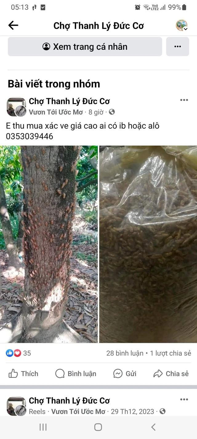 Một tài khoản mạng xã hội rao nhu cầu mua xác ve sầu. Một tài khoản mạng xã hội rao nhu cầu mua xác ve sầu.