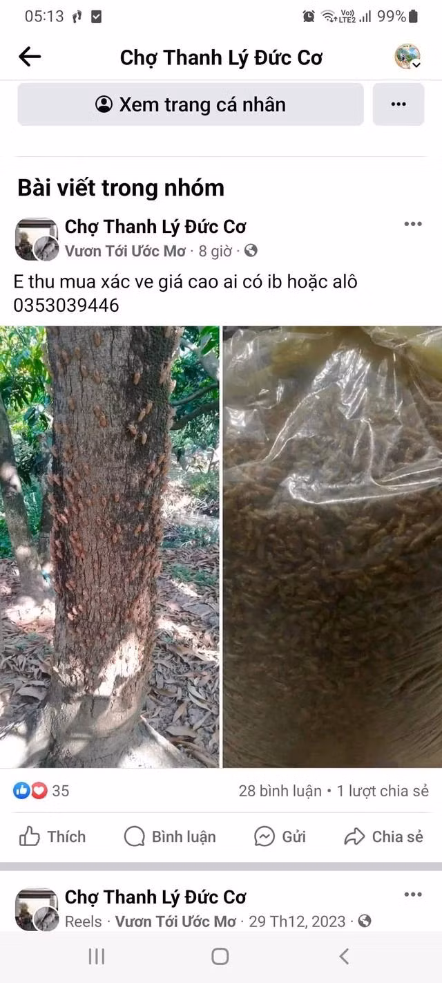 Một tài khoản mạng xã hội rao nhu cầu mua xác ve sầu.