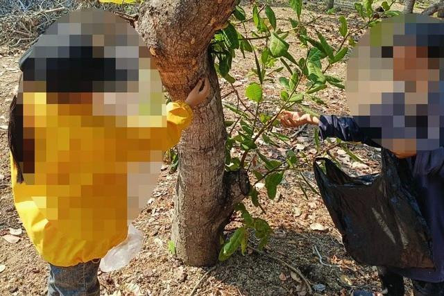 Người dân đổ xô vào rừng tìm xác ve sầu về bán cho thương lái. Người dân đổ xô vào rừng tìm xác ve sầu về bán cho thương lái.